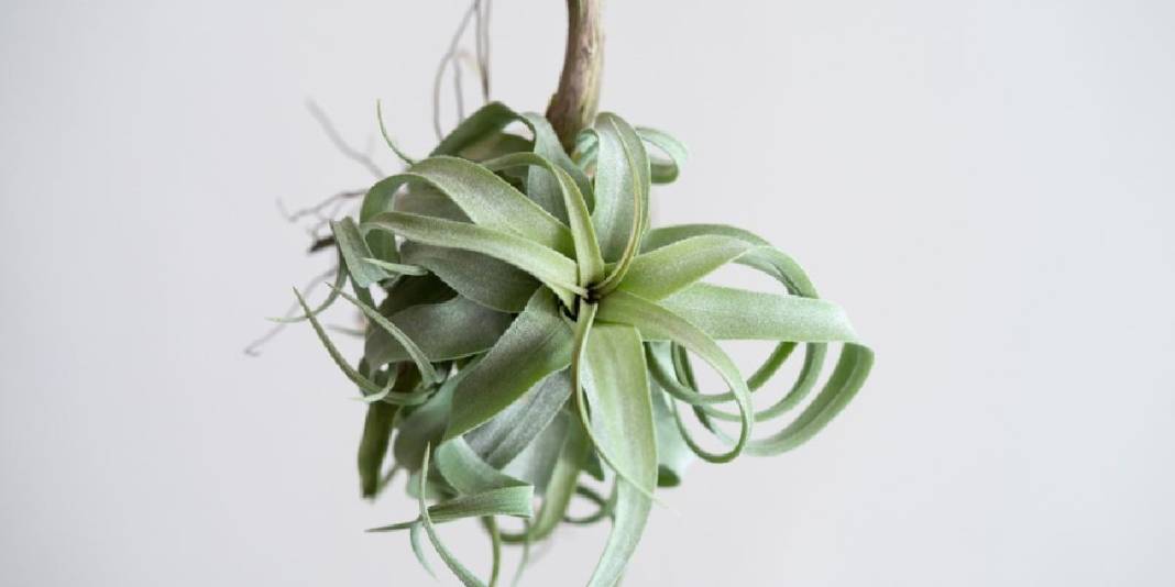 Saksı ve toprağa veda vakti! Havada asılı kalarak büyüyor, talep gittikçe artıyor: Yetiştiren paraya para demiyor 1